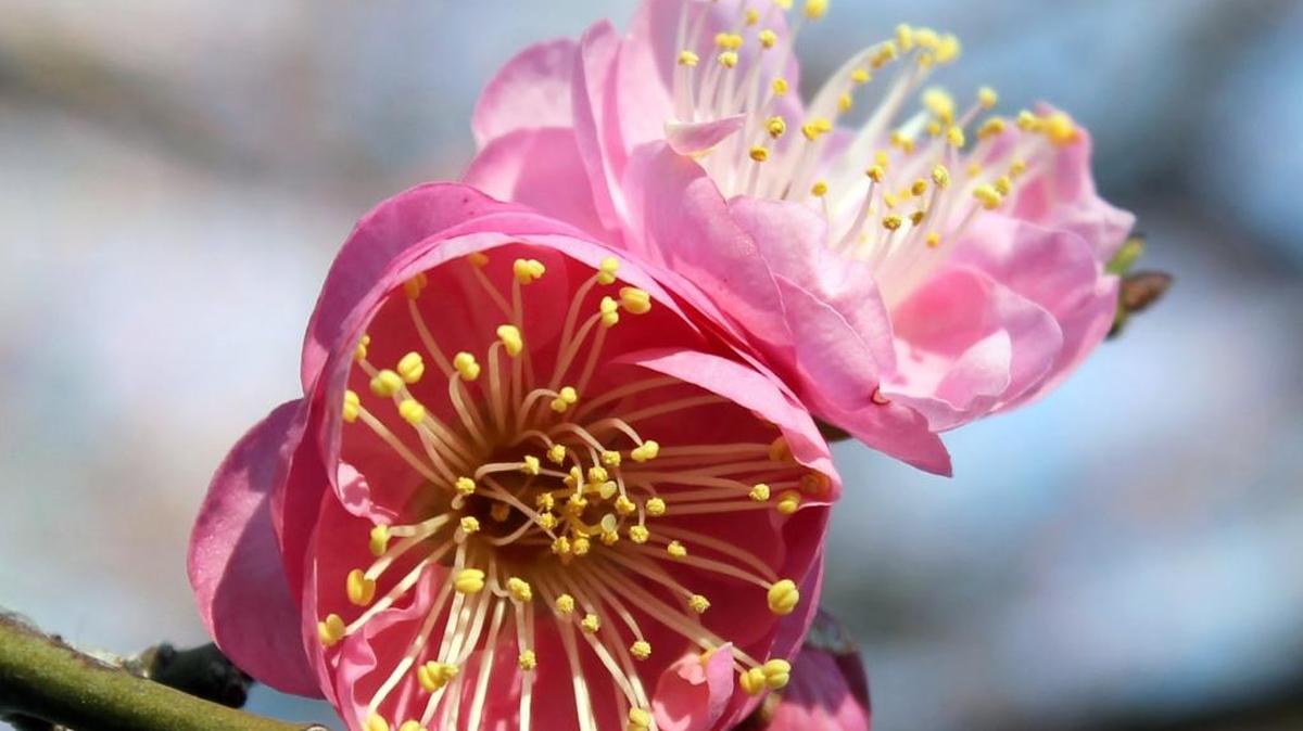 A bloom of Japanese flowering apricot
