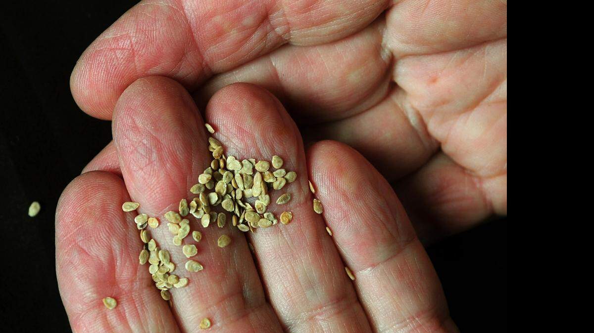 
The Piedmont Culinary Guild will present seed-planting at this weekend’s Earthfest.


