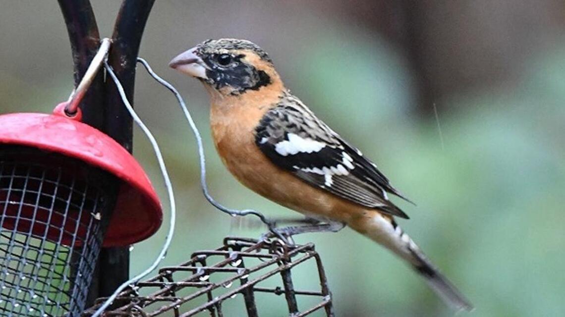 Black-headed grosbeak shows up for first time in Mecklenburg County