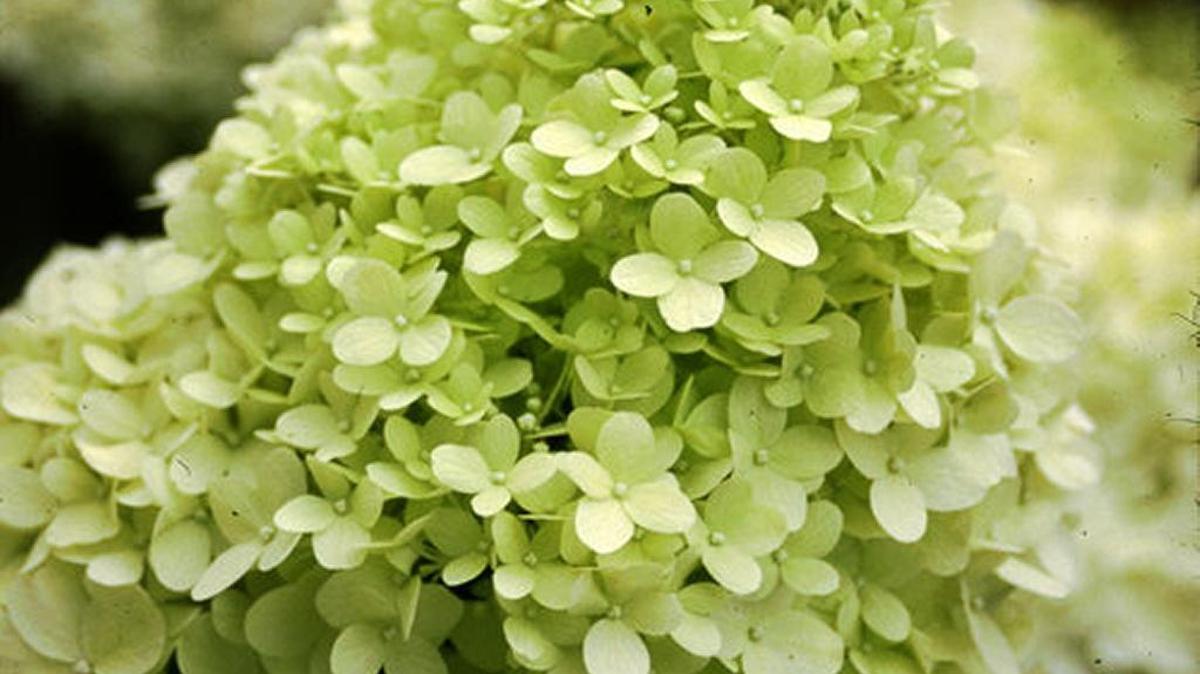 Limelight hydrangea gets its name from the color of the bloom, which is white with a greenish tint.