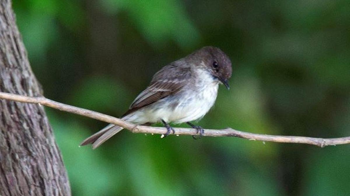 Eastern phoebe.
