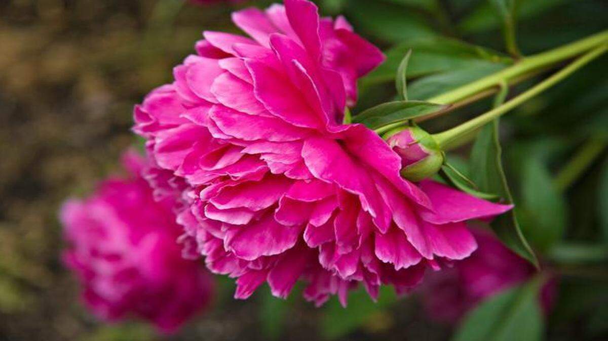
Pink, red and white peonies are symbols of renewal in Lunar New Year celebrations.


