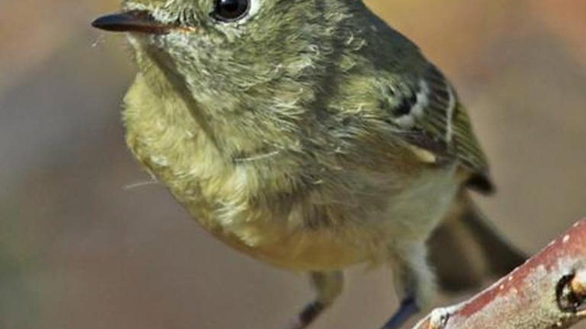 The photo this week is of a ruby-crowned kinglet by Jeff Lewis.