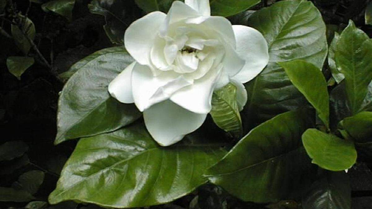 Prune gardenias right after flowering, and do it lightly.