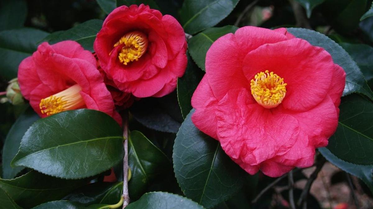 Camellias make a strong show in the landscape. By choosing a range of varieties, you can have bloom for many months.