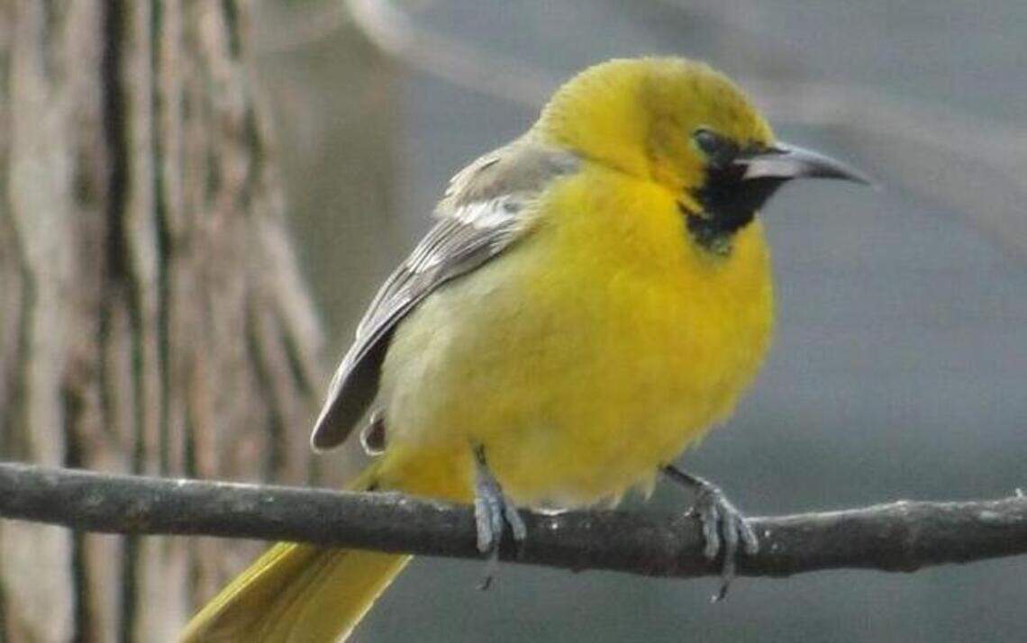 Rare hooded oriole spotted by local birder, a first for NC