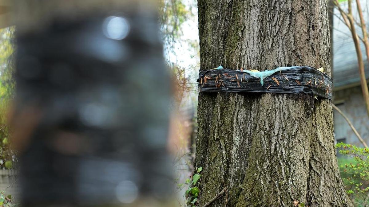 In a file photo, cankerworms climb an oak tree in Edgehill Park just across the street from trees that have been banded in resident’s yards in the 800 block of Edgehill Road North.