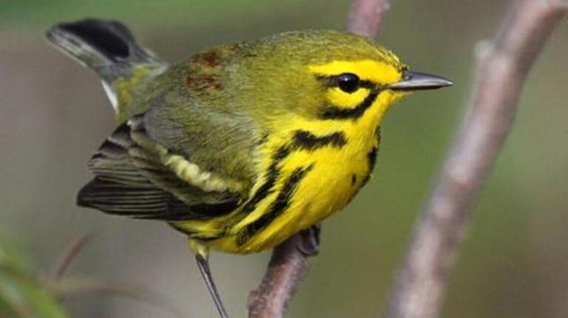 Cowan’s Ford Wildlife Refuge is a perfect spot for leisurely birding