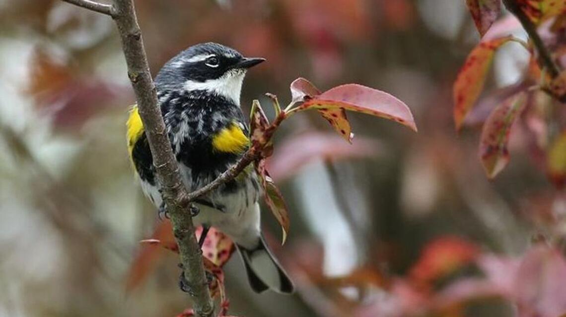 Yellow-rumped warblers become brighter for breeding