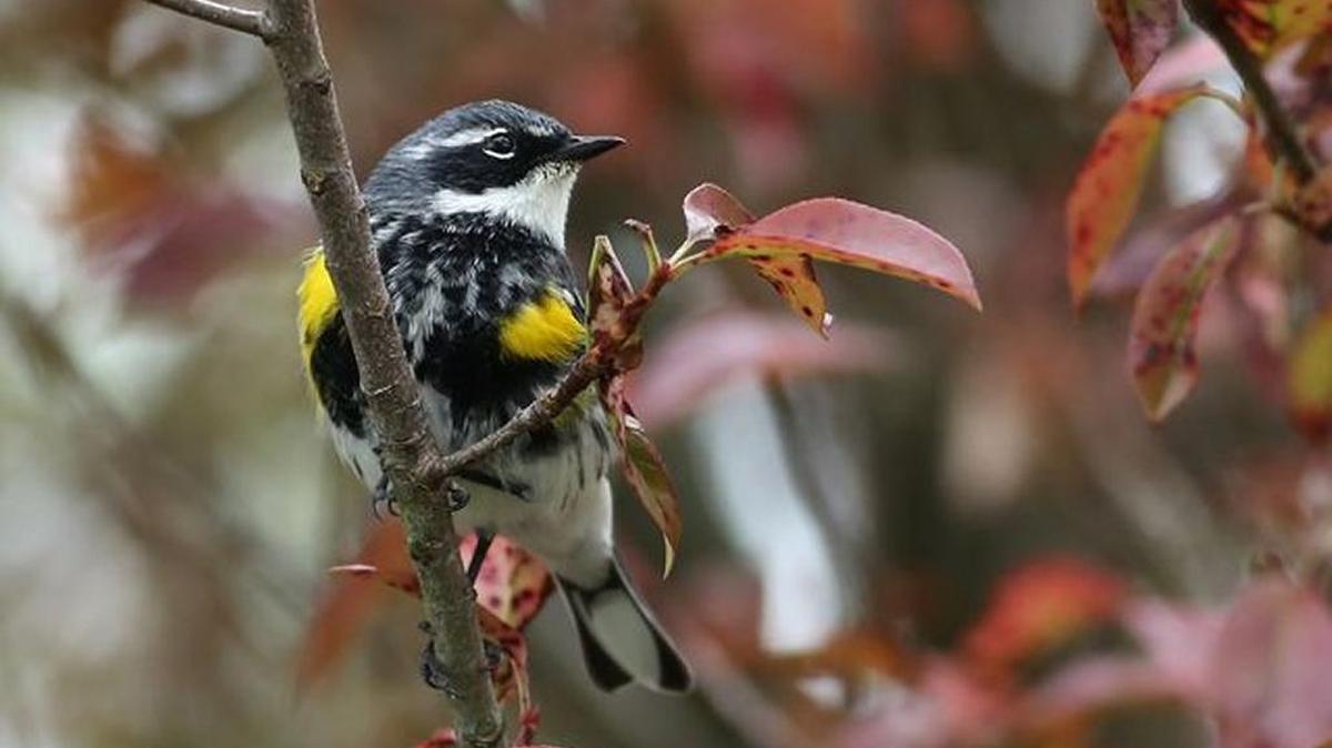 Yellow-rumped warblers, such as this male, can survive our winters because they eat and digest berries of the wax myrtle.