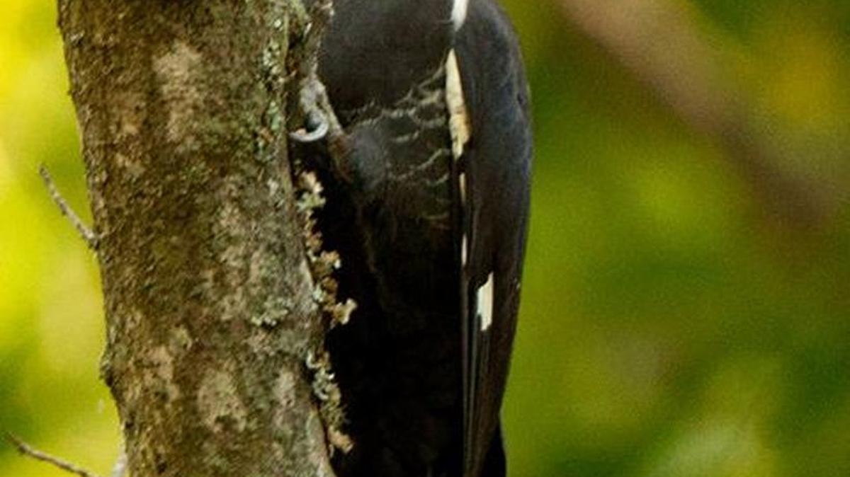 Pileated woodpecker