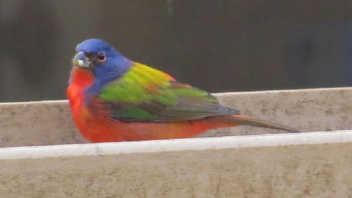 The photo this week is of the male painted bunting in Charlotte.