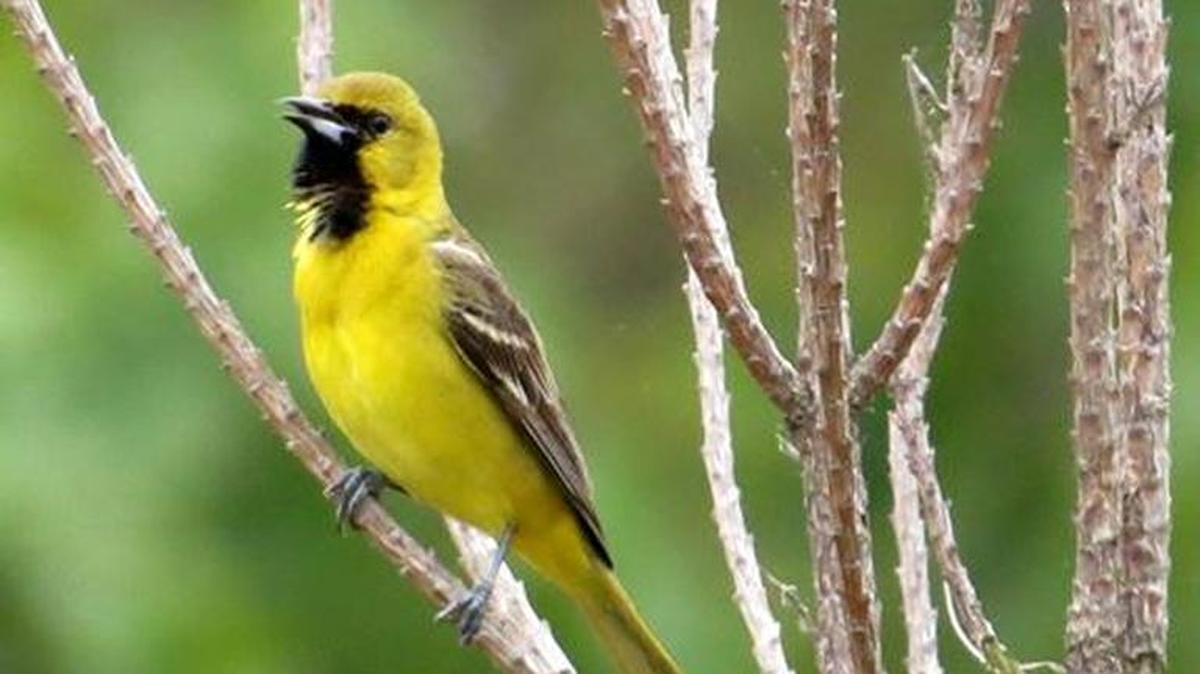 An immature male orchard oriole.