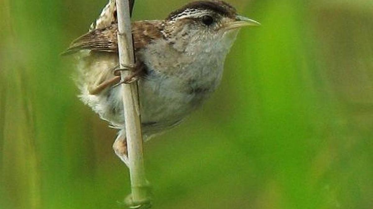 A marsh wren is a notable find anytime in Mecklenburg County.