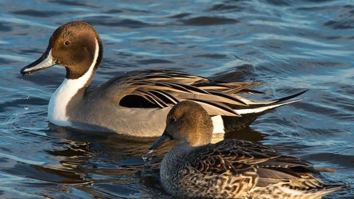 Northern Pintail