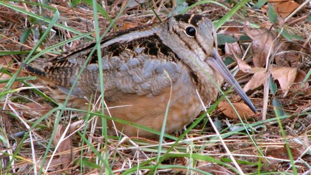 Birders look for American woodcock in late winter and early spring to observe their courtship display flight, given only at dusk and dawn.