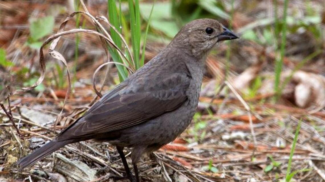 Keep an eye out for ruby-throated hummingbirds this weekend