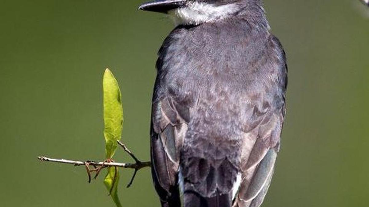 Eastern kingbirds are known for their fondness of bees.