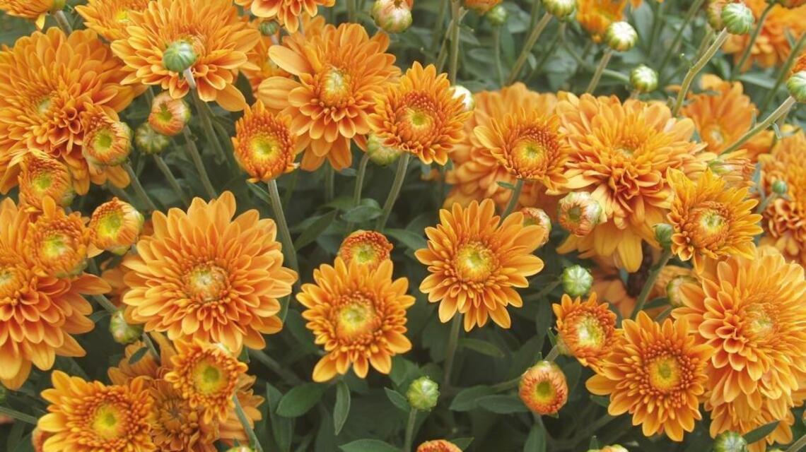 Put pruning and transplanting on the garden to-do list