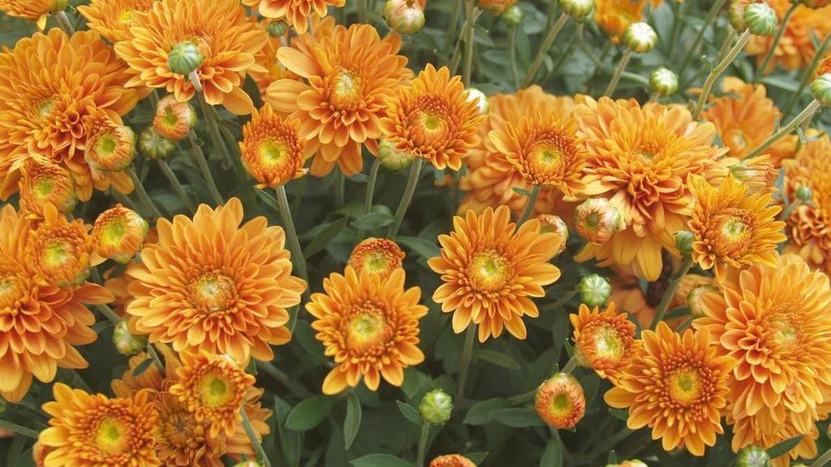 Chrysanthemums are sold in many styles and colors for planting in fall. They go well in pots or set out in flower beds.