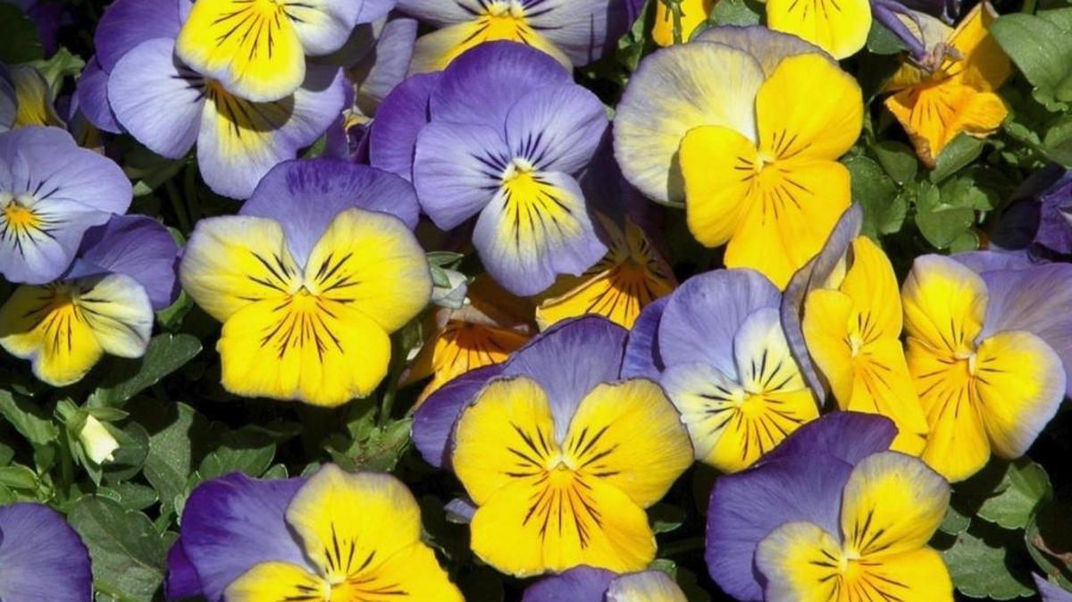 Start thinking about your many choices among bulbs and pansies this autum. Will you go for something totally different or an old favorite such as Ultima Morpho?