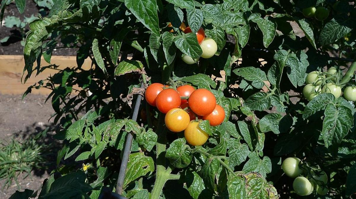 Gardening Advice and Best Practices with Master Gardeners: Oct. 24, 8 a.m.– noon, Davidson Farmers Market, 120 South Main St. Davidson. www.mastergardenersmecklenburg.org 704-336-4011