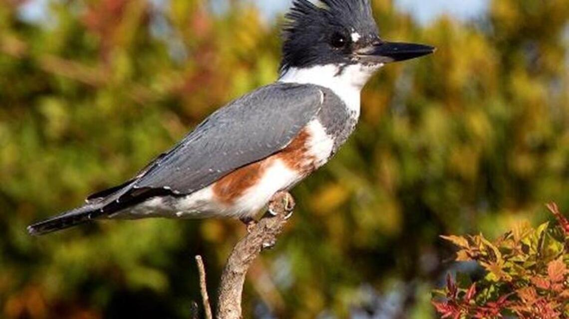Charlotte bird scene is changing with fall in the wings