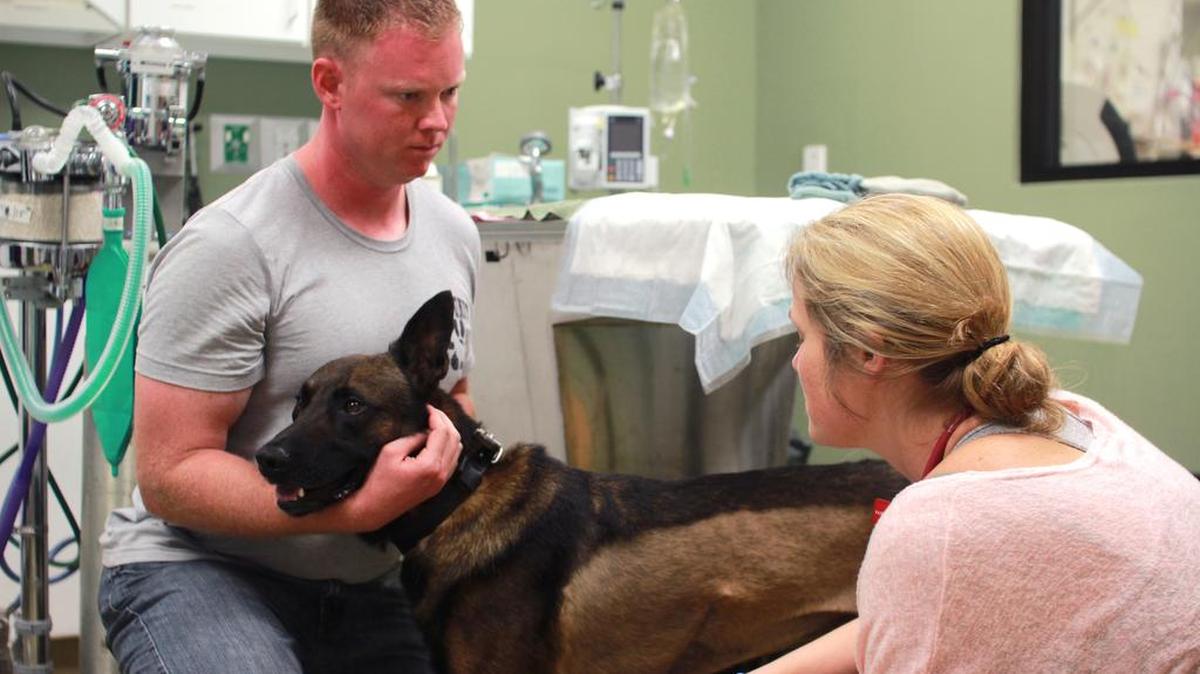 
Officer Daniel Kozik discusses Storm’s surgery with Dr. Elaine Holmes, a surgeon at the Veterinary Specialty Hospital of the Carolinas in Cary. Doctors at the vet hospital think the police dog will be able to get back to work soon.

