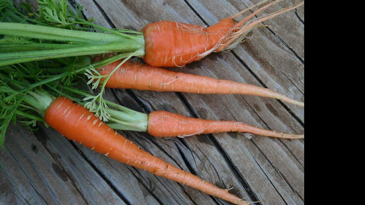 Carrots are a root vegetable, so they hold a lot of water that would normally nourish the plant as it grows. After the vegetable is picked, it naturally gives off the moisture to the atmosphere around it.