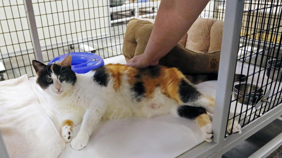 
Reclining luxuriously in her own cat condo, Mystique, a 13-year old calico female is roused from her relaxation by SAFE Haven for Cats adoption counselor Ginger Rice Friday afternoon, October 9, 2015 when it is time for some activity in the cat playroom. Mystique's owner passed away this year and she is being cared for at SAFE Haven until she can be adopted. Mystique has been at SAFE Haven for Cats on Garvey Drive in north Raleigh since July, 2015.
