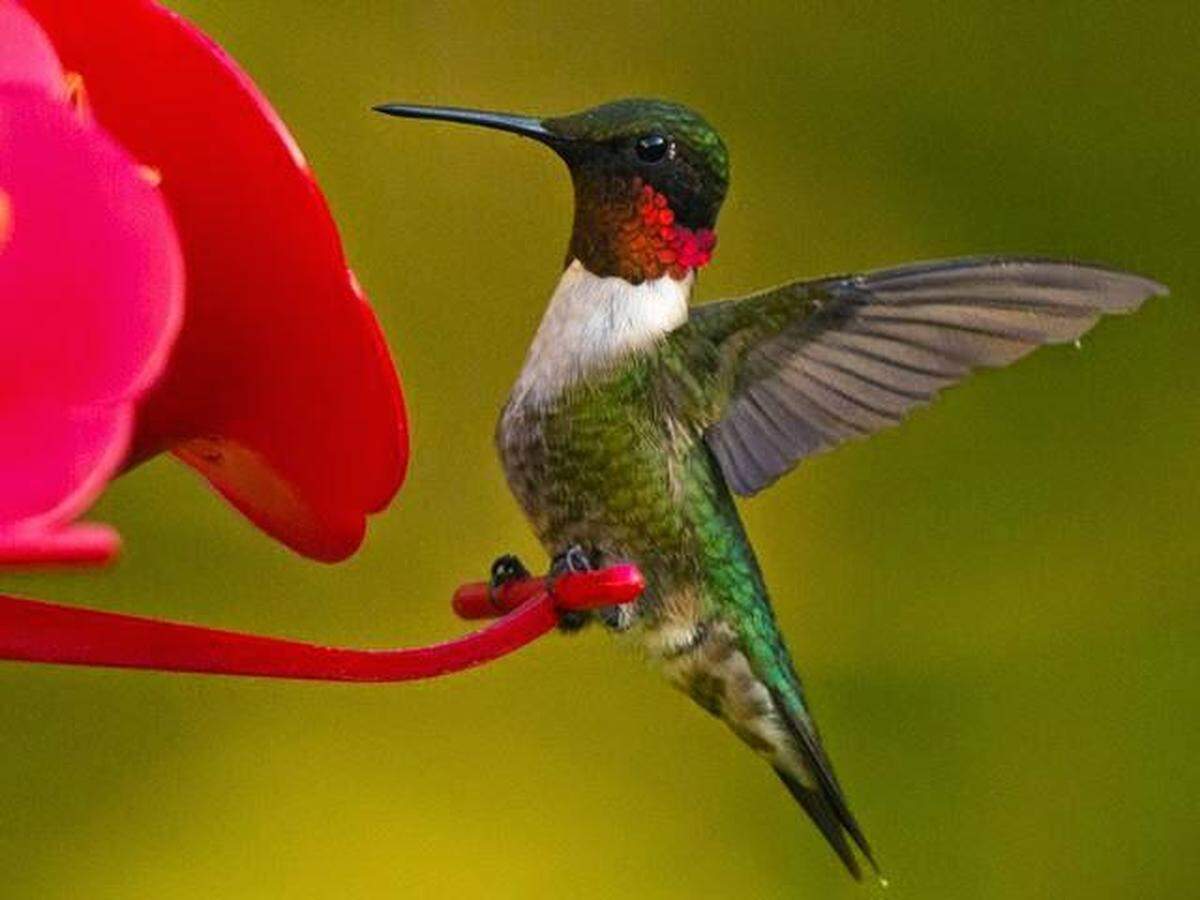 Adult Male Ruby-throated Hummingbird by Phil Fowler