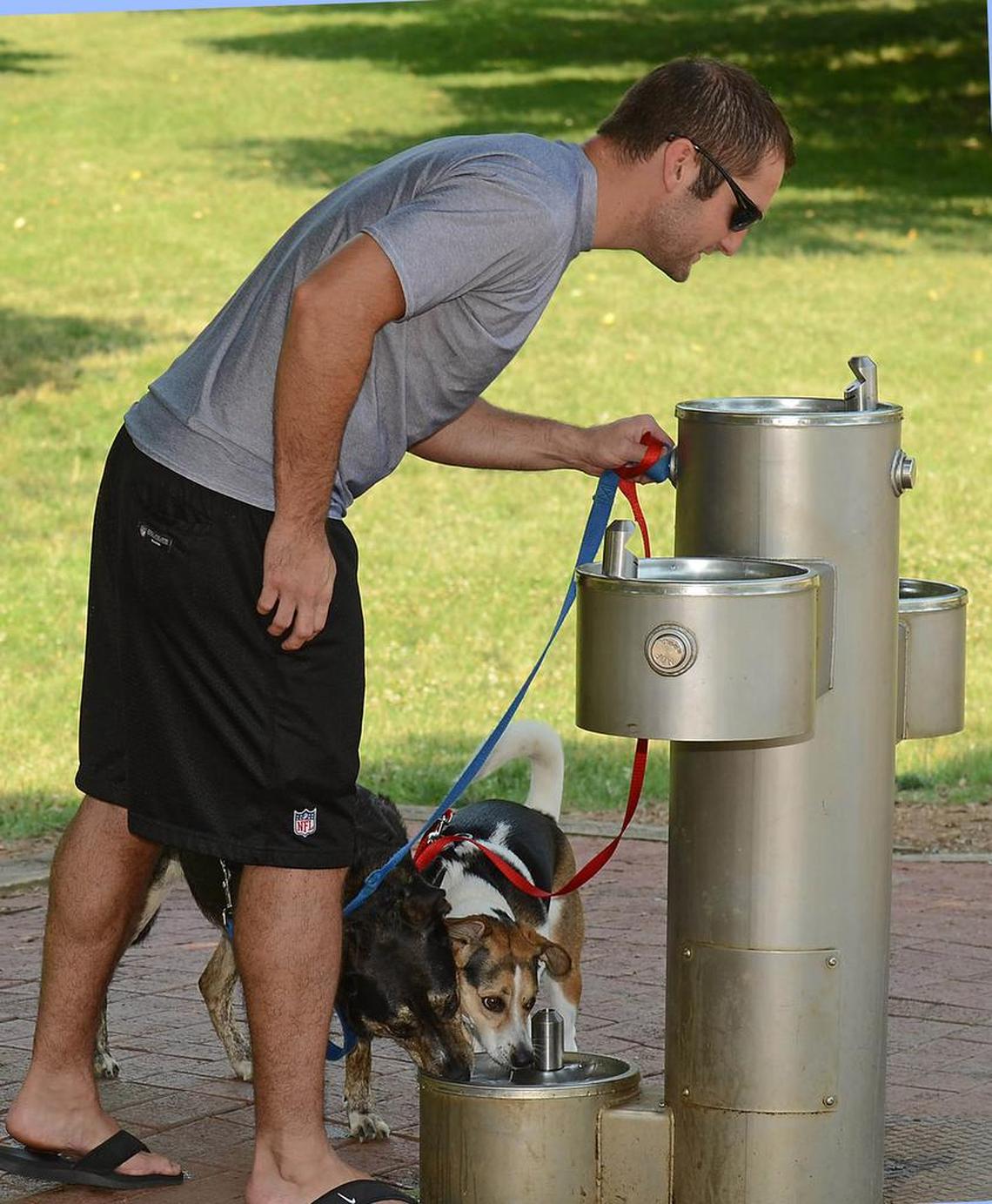 Adam Cahill leans in to get a drink of water along with his dogs at Freedom Park while walking on a hot Saturday.
