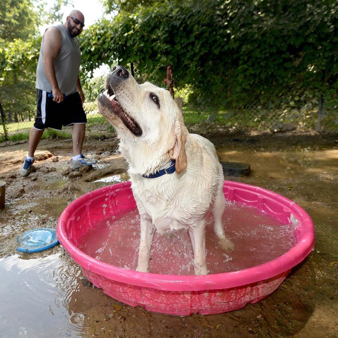 Chris Makowski’s dog, Kingsley, cools off in the pool at Frazier Dog Park in Charlotte in 2015.