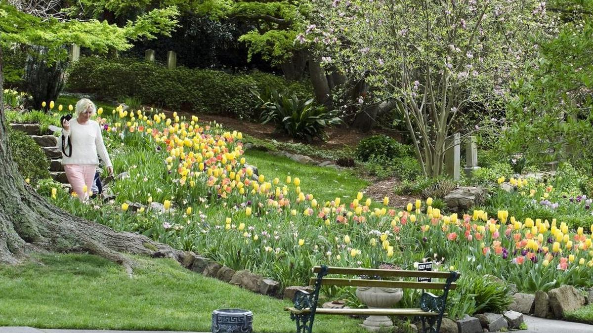 Concord Memorial Garden is a beautifully restored cemetery and garden. A visitor walks through the assorted tulips near the goldfish fountain/waterfall.