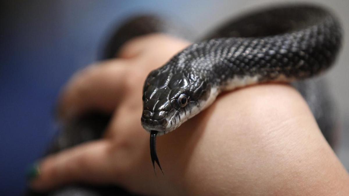 
As I was traveling in the left lane of I-485 near the Highway 74/airport exit, I saw, of all things, a snake crawling on the window ledge. On my side of the car! 
