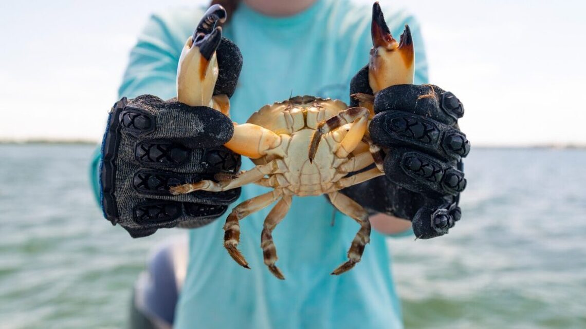 When is crab season in the South?