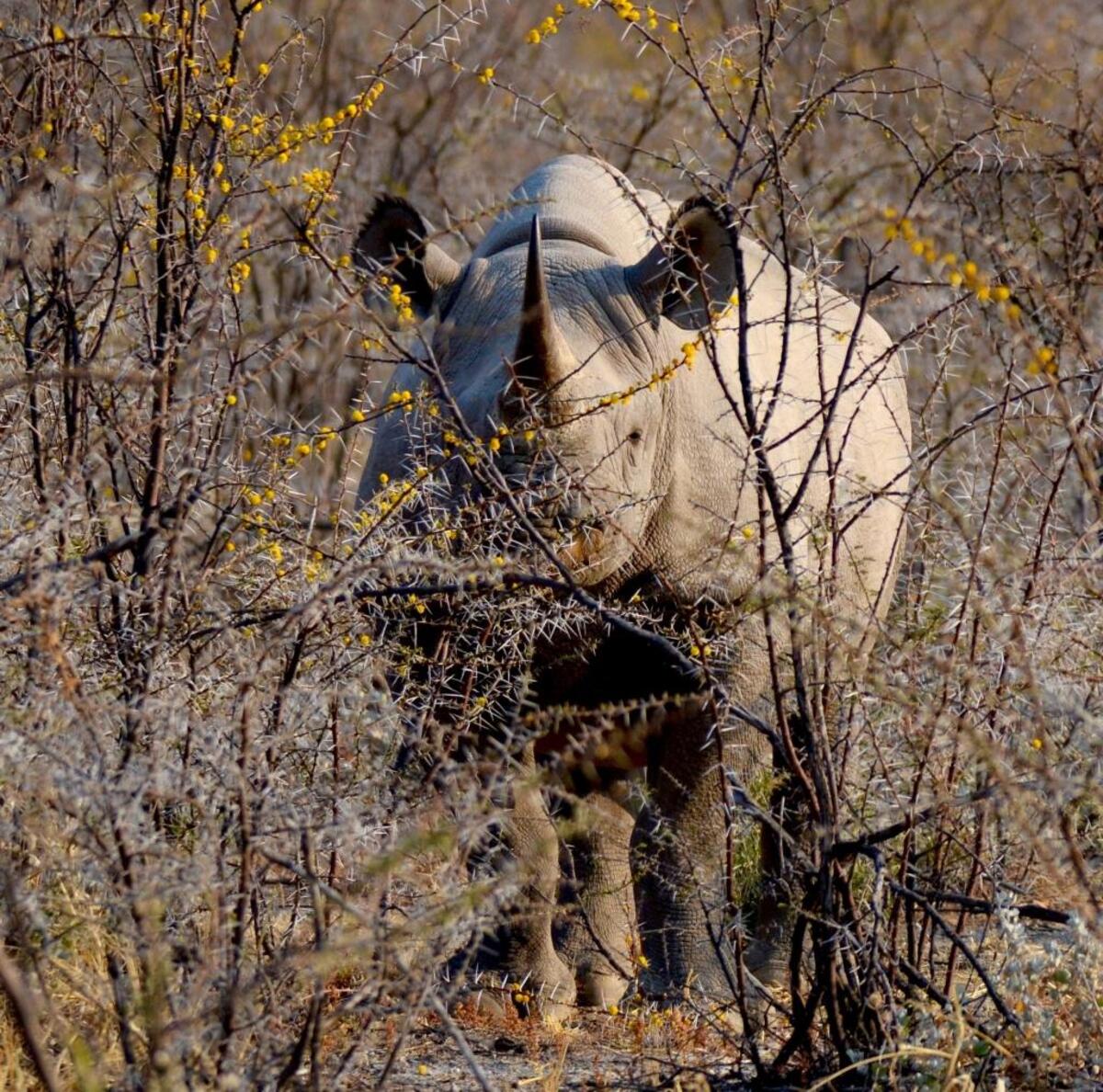 This black rhinoceros charged my truck seconds after I photographed him.