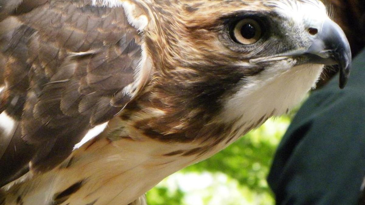 
A red-tailed hawk, up close: This hawk species is one of the most common to migrate through the Chimney Rock area.
