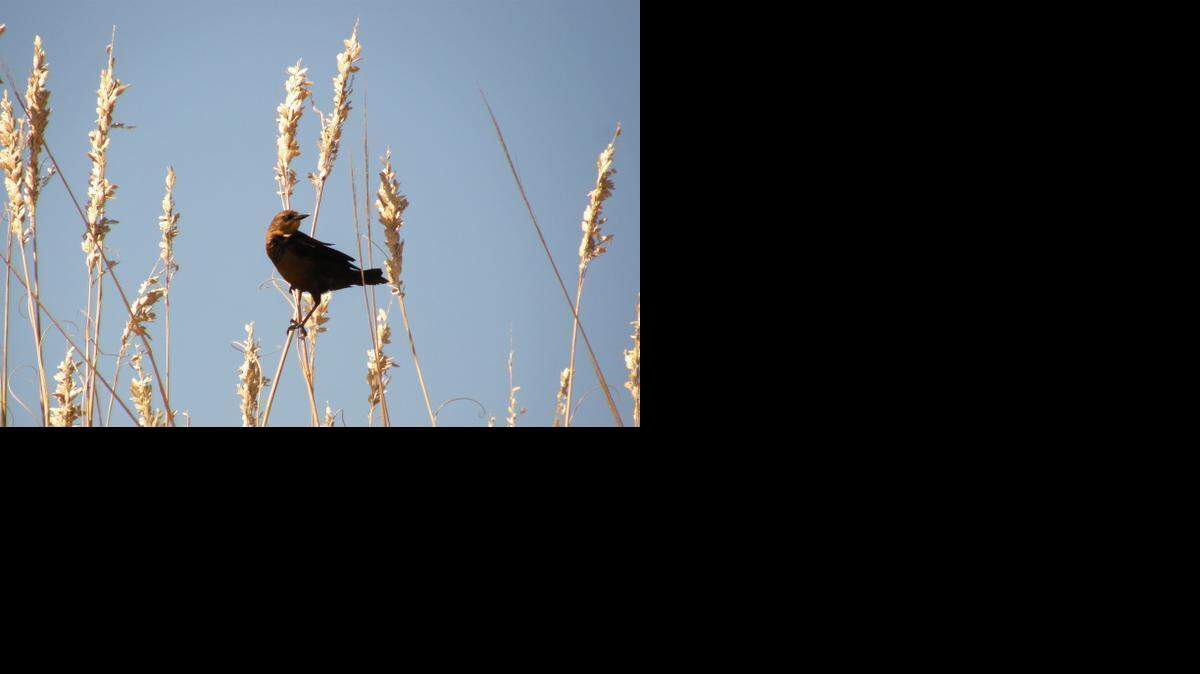 
Spend some pleasant hours in the company of sandpipers, seagulls, pelicans and plovers at Fort Fisher Recreation Area. 
