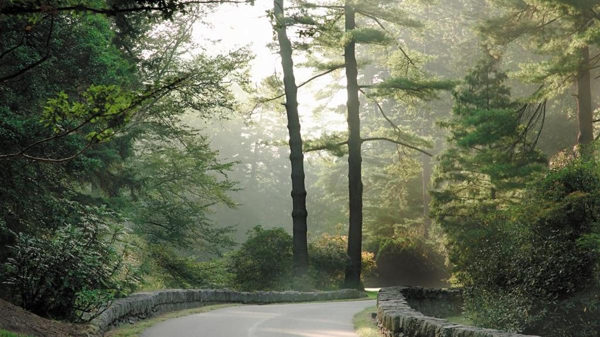 The Approach Road, a dramatic, winding road through rustic scenery up to the Biltmore mansion. The road was part of Frederick Law Olmsteds landscaping for the grounds of the Biltmore estate.