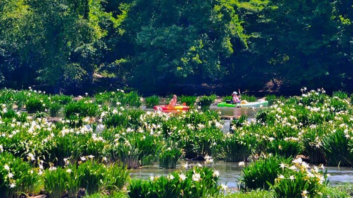 The 0.6-mile Nature Trail is a paved walk that hugs the Catawba River. A relaxing walk is especially rewarding in May and June, when the rocky shoals spider lilies are in bloom.