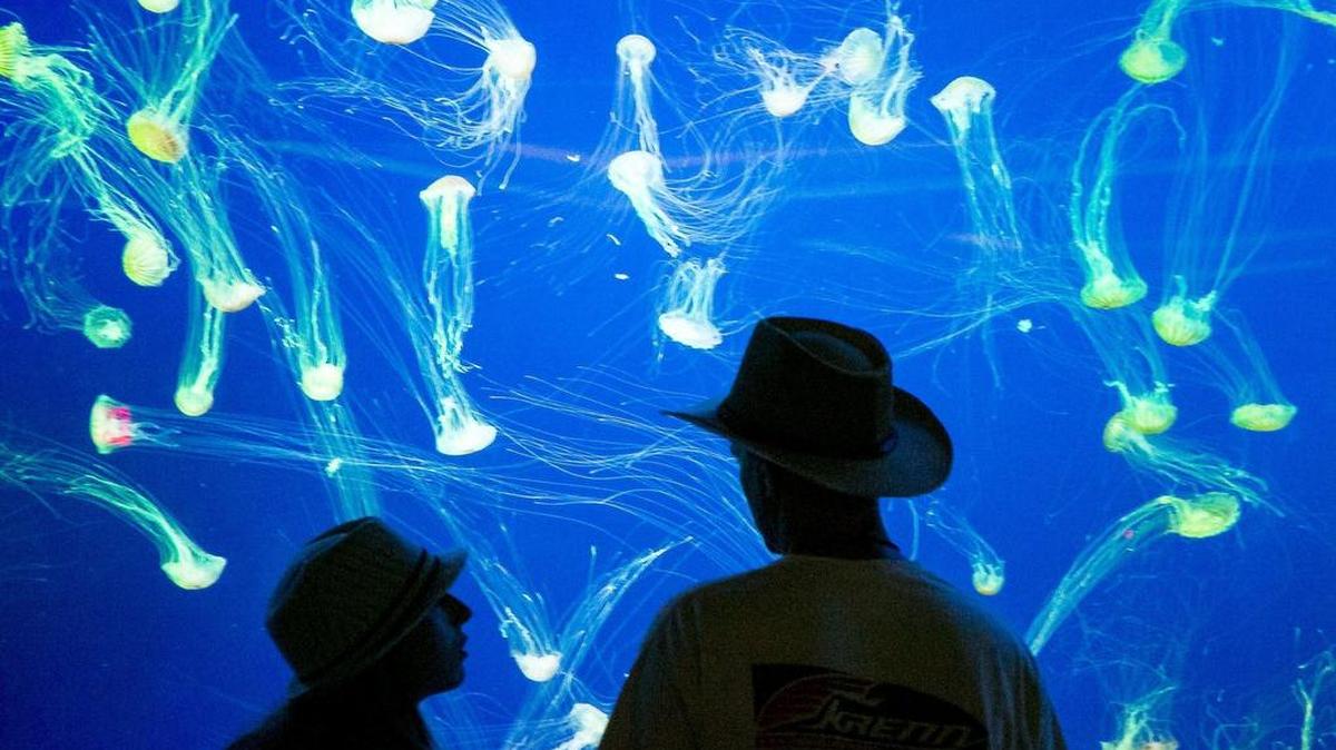 
John and Christine Krenn, vacationing from Fort Worth, Texas, view a large tank full of jellyfish at the Myrtle Beach aquarium.
