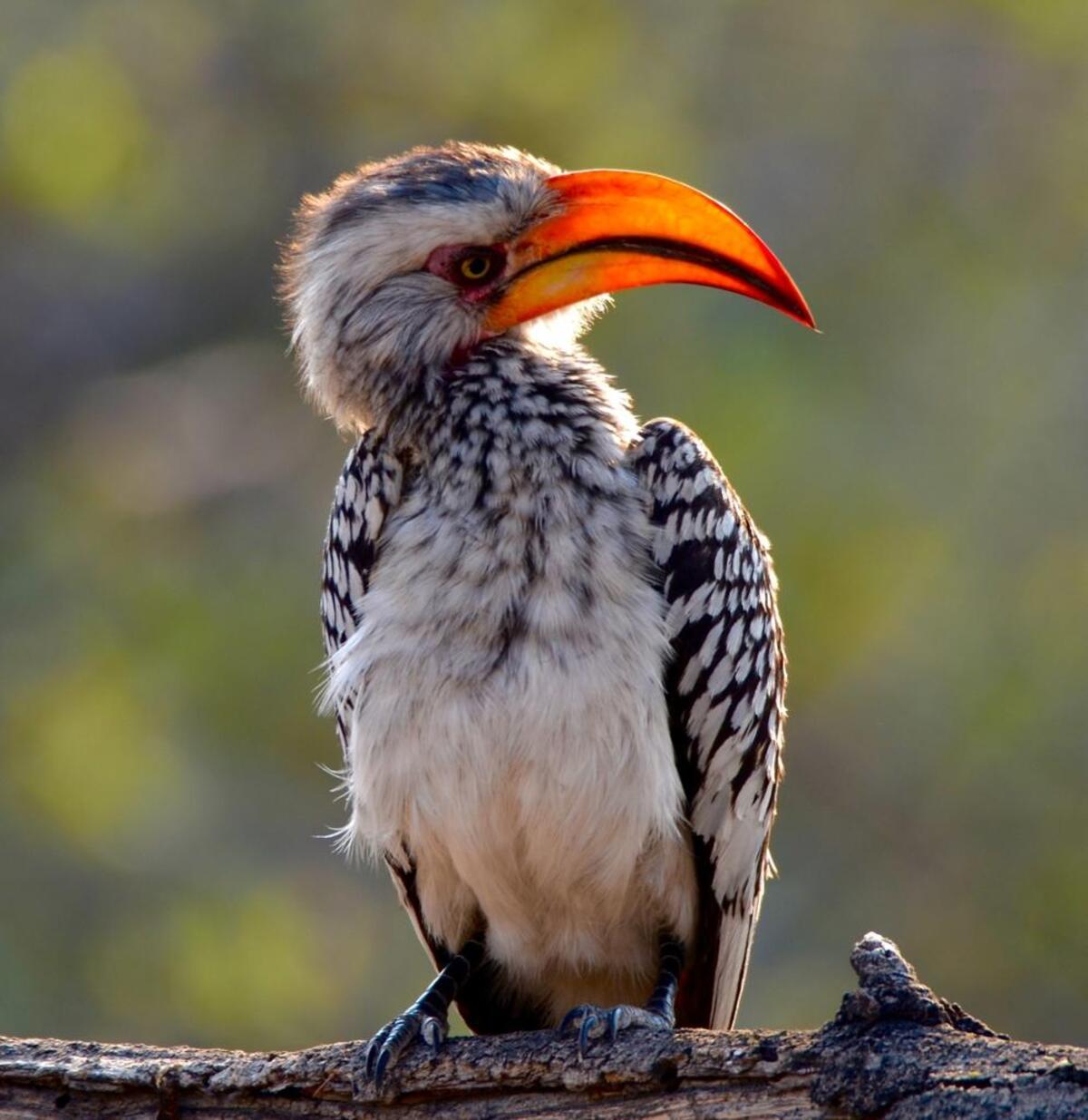 A toucan turns right for the camera in Etosha National Park.