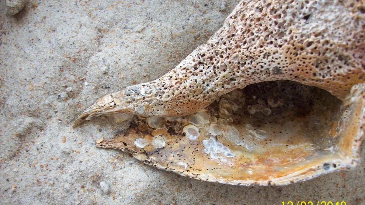 A NURSERY FOR BABY OYSTERS: The white spots on this shell are “spats” – newly settled oysters. Each spat, in the right environment, could have grown into an adult oyster.