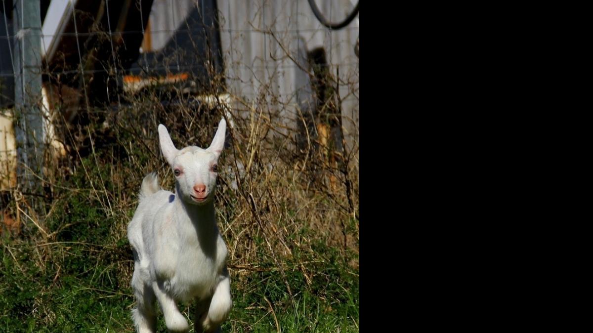 
Fishing Creek Creamery, in Chester, S.C., produces fresh and aged goat cheeses. Saturday and Sunday, there are free samples, talks and a petting zoo.
