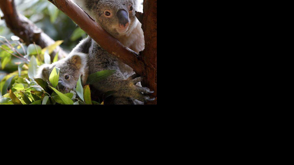 
2014 file – Riverbanks Zoo and Garden's  koalas.
