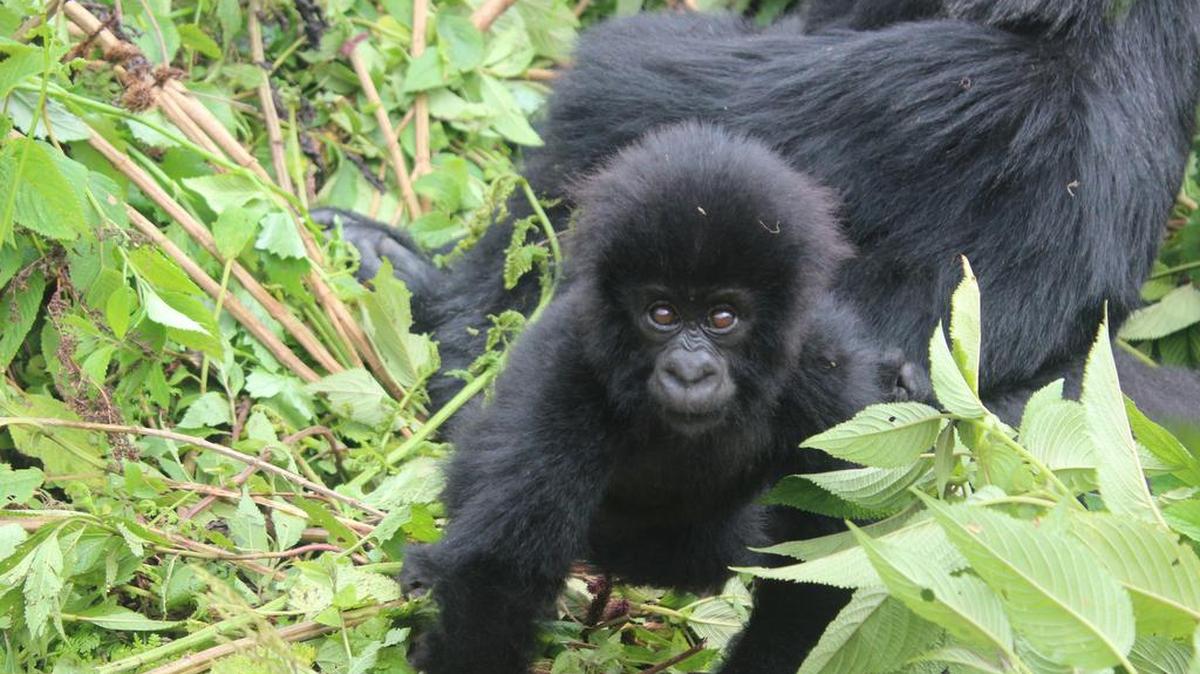 
A baby mountain gorilla at Volcanoes National Park in Rwanda: The infants are tiny and their parents are protective.
