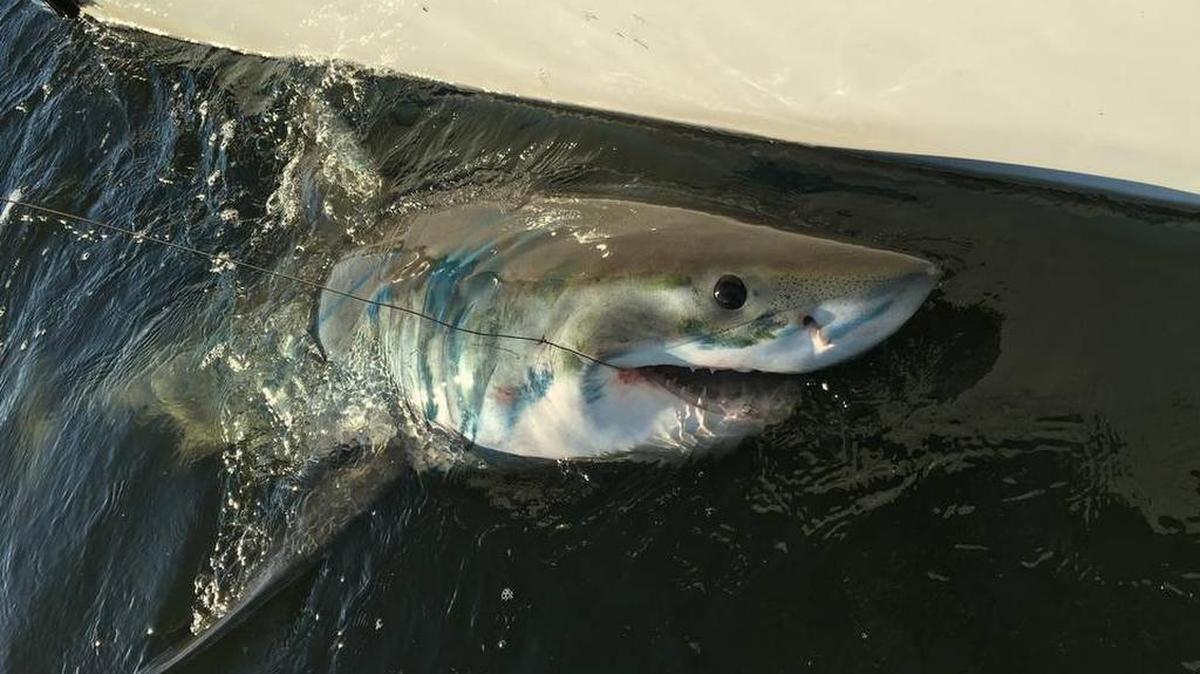 Chip Michalove of Outcast Sport Fishing snagged this juvenile great white shark Dec. 11 in Port Royal Sound off Hilton Head Island. Chip Michalove Submitted photo