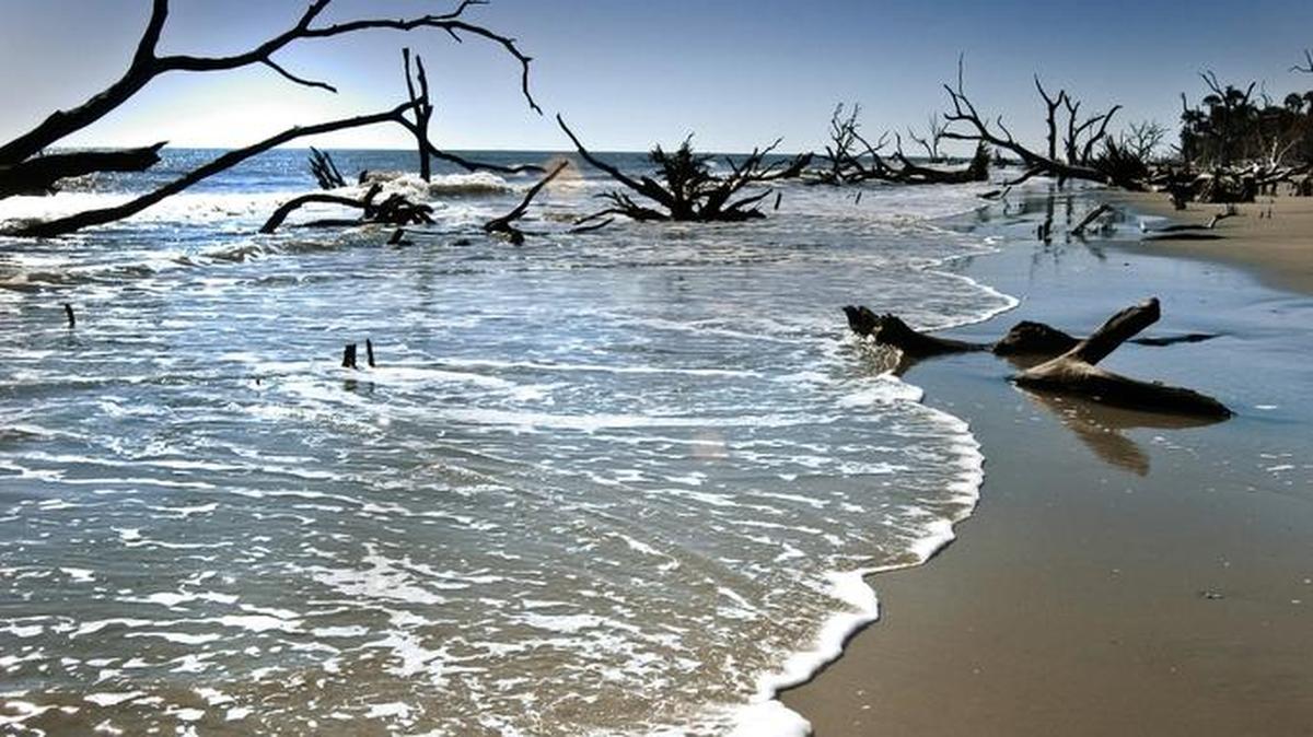 Boneyard Beach at Bulls Island is a photographer’s dream.