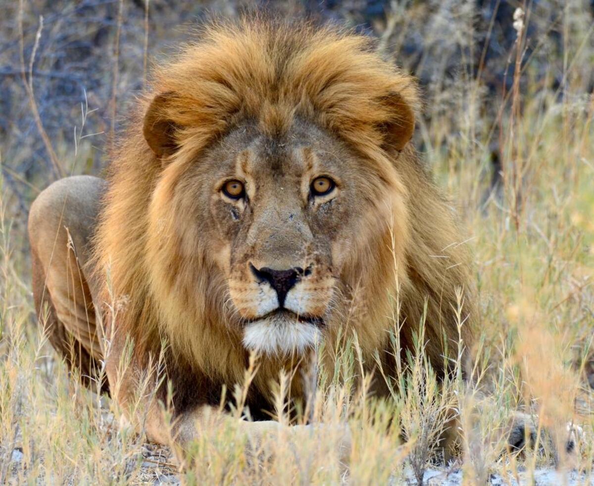 Two miles from my camp at Onguma, I spotted this striking male lion.
